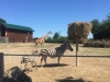 IMG-20180623-WA0010