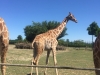 IMG-20180623-WA0011